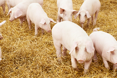 Tavené tuky a drůbeží moučky pro krmivo hospodářských zvířat