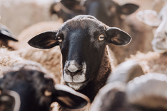 Vykupujeme skopový lůj