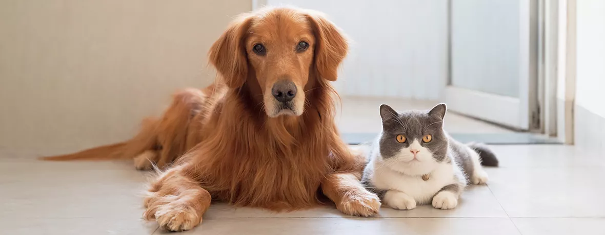 Ausgeschmolzene Fette und Tiermehl für Hunde- und Katzenfutter