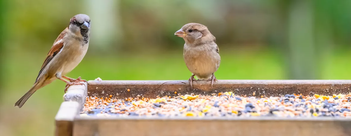 Ausgeschmolzene Fette für Vogel