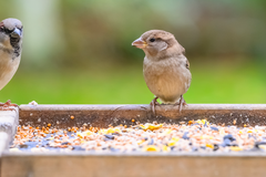 Ausgeschmolzene Fette für Vogel