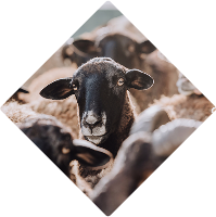 Pečlivý výběr surovin